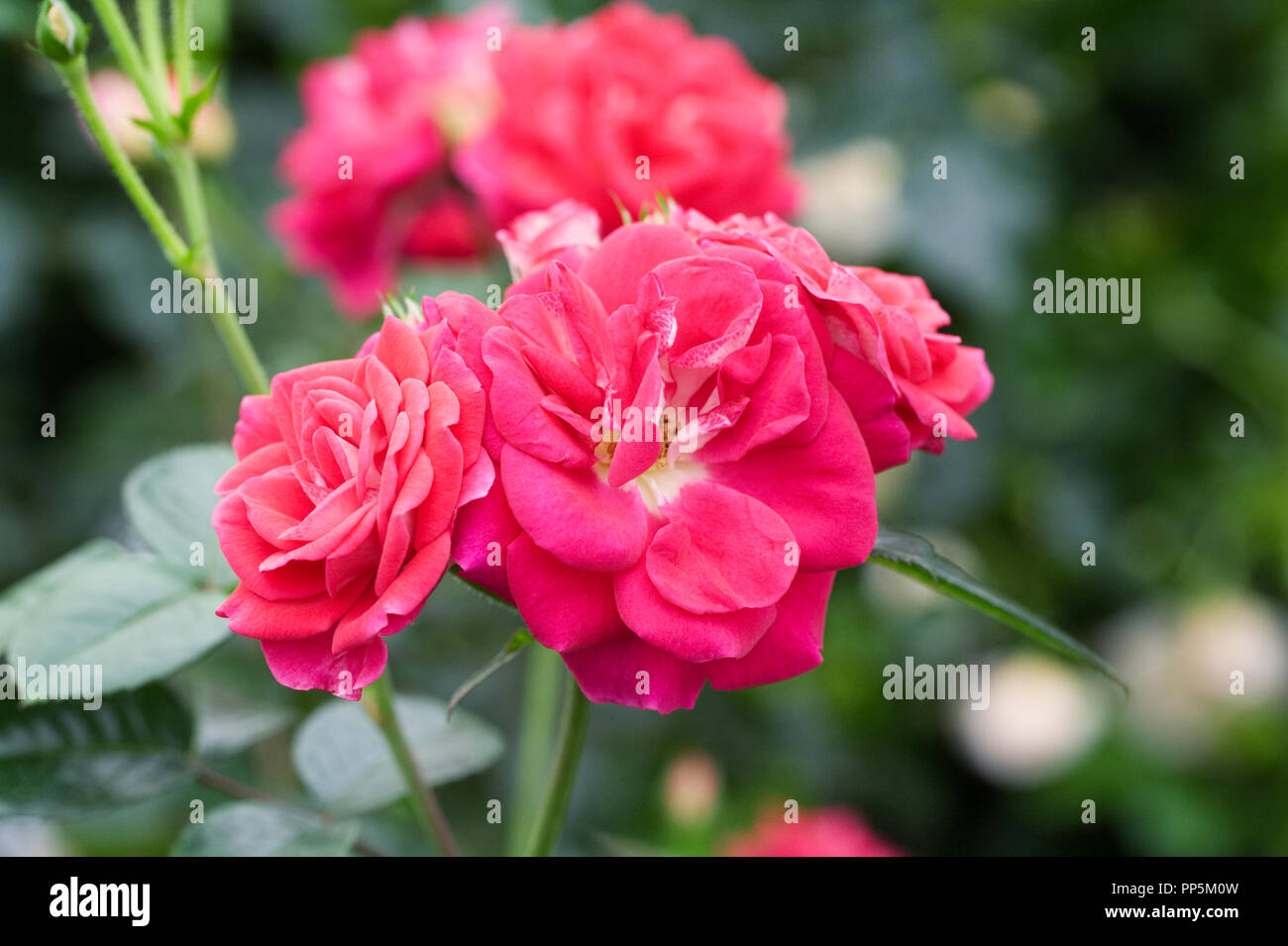 Rosa 'Perfect Match' flowers. Stock Photo