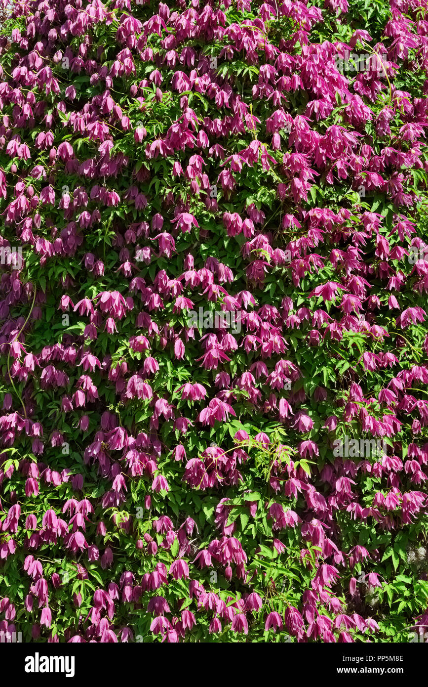 Green wall covered with blooming Clematis 'Constance' with purple-pink flowers Stock Photo