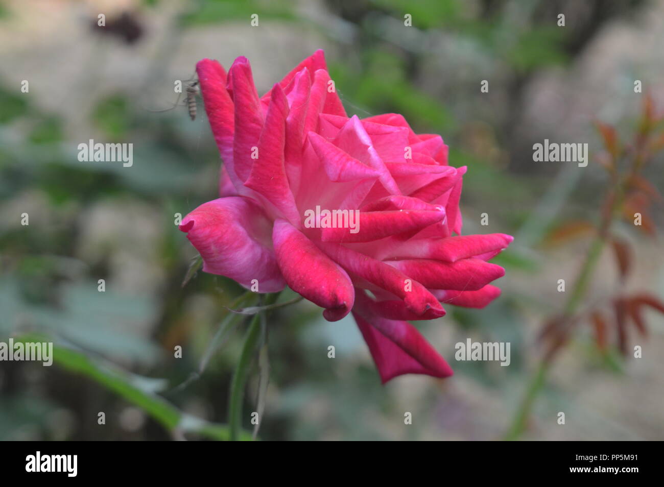 White and Red mixed color rose with background blur Stock Photo