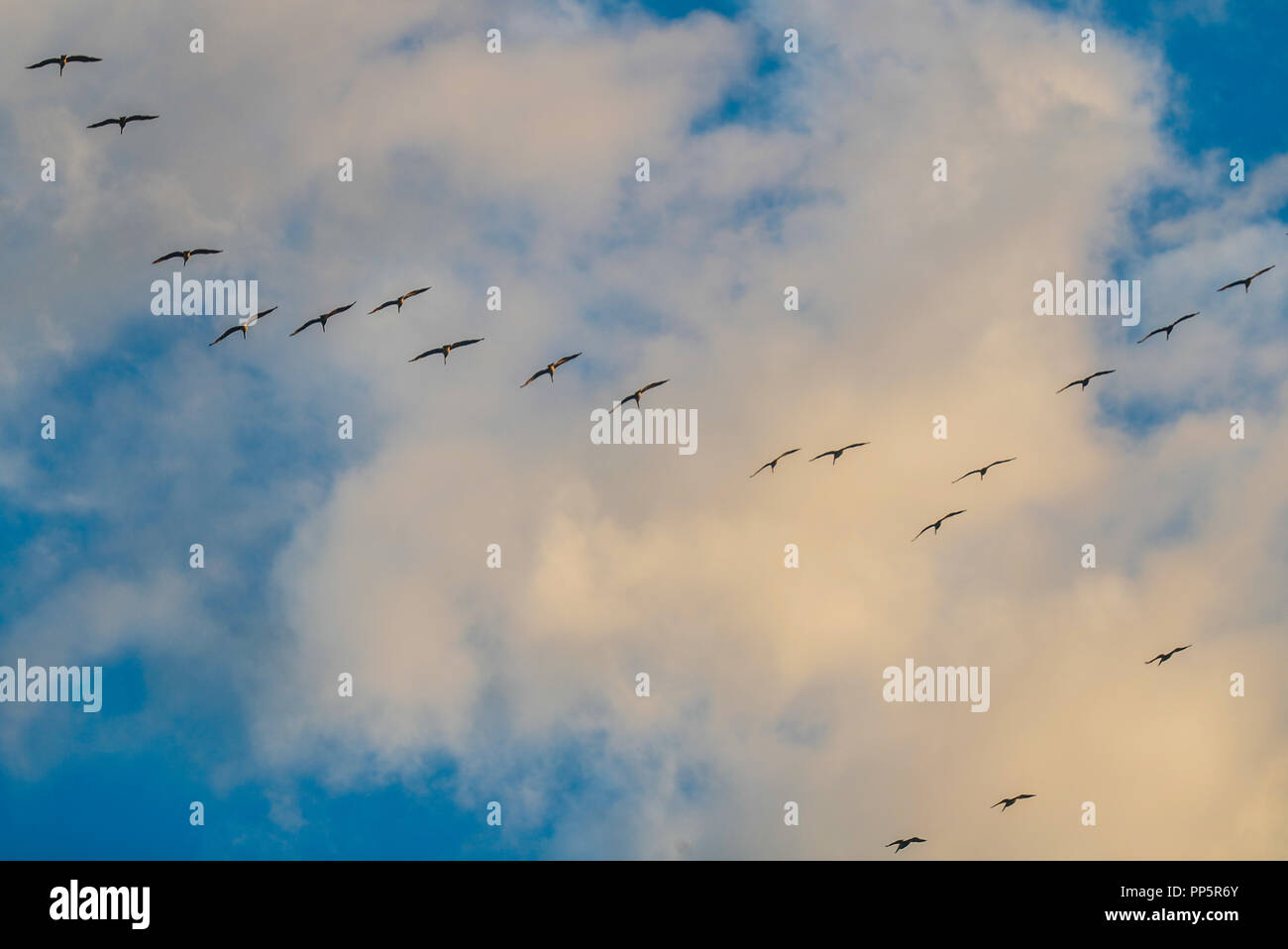 sea birds flying over the sky of Kino Bay, Sonora, Mexico. Cloudy day at sunset (Photo: Luis Gutierrez / NortePhoto) aves marinas volando sobr Stock Photo