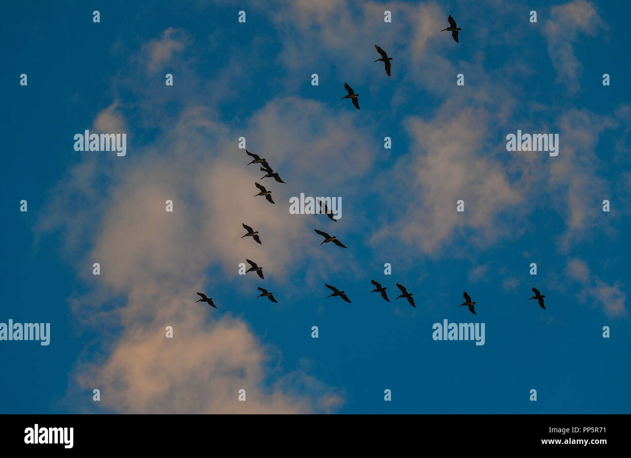 sea birds flying over the sky of Kino Bay, Sonora, Mexico. Cloudy day at sunset (Photo: Luis Gutierrez / NortePhoto) aves marinas volando sobr Stock Photo