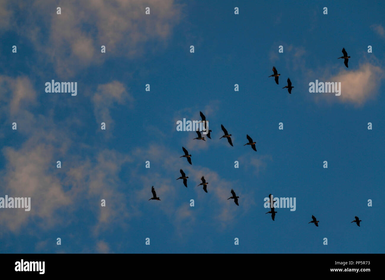 sea birds flying over the sky of Kino Bay, Sonora, Mexico. (Photo: Luis Gutierrez / NortePhoto) aves marinas volando sobre el cielo de la bahía Stock Photo