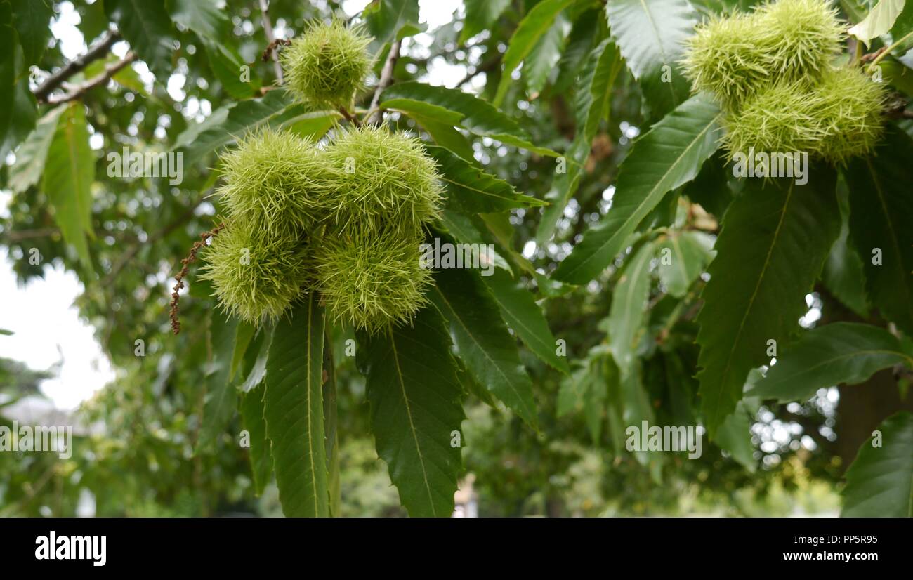 Sweet Chestnuts Hanging from a Chestnut Tree Uk Stock Photo Alamy