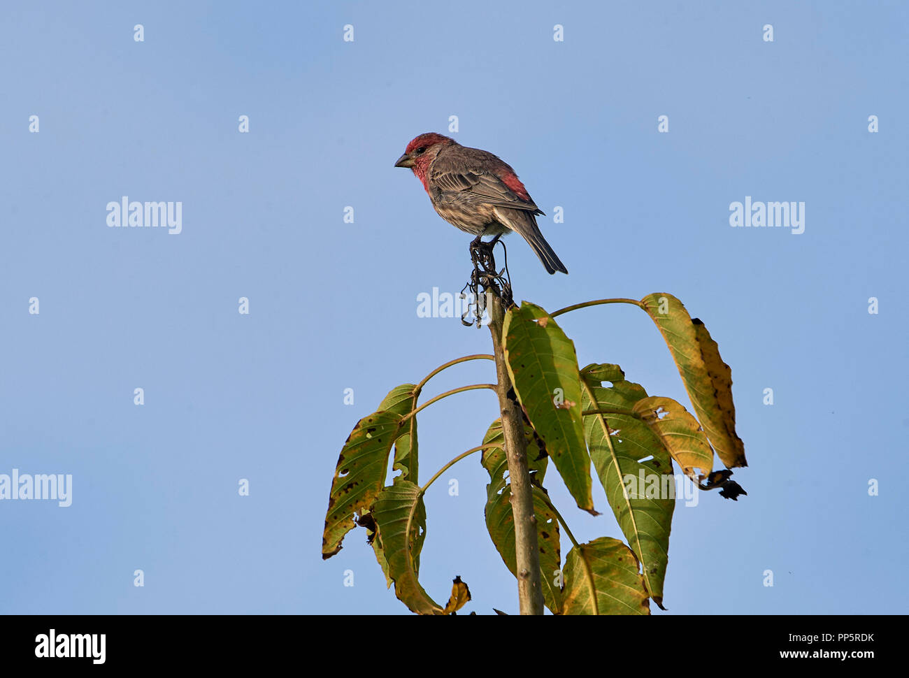 House Finch (Carpodacus mexicanus) perched at the top of a tree, San Juan Cosala, Jalisco, Mexico Stock Photo