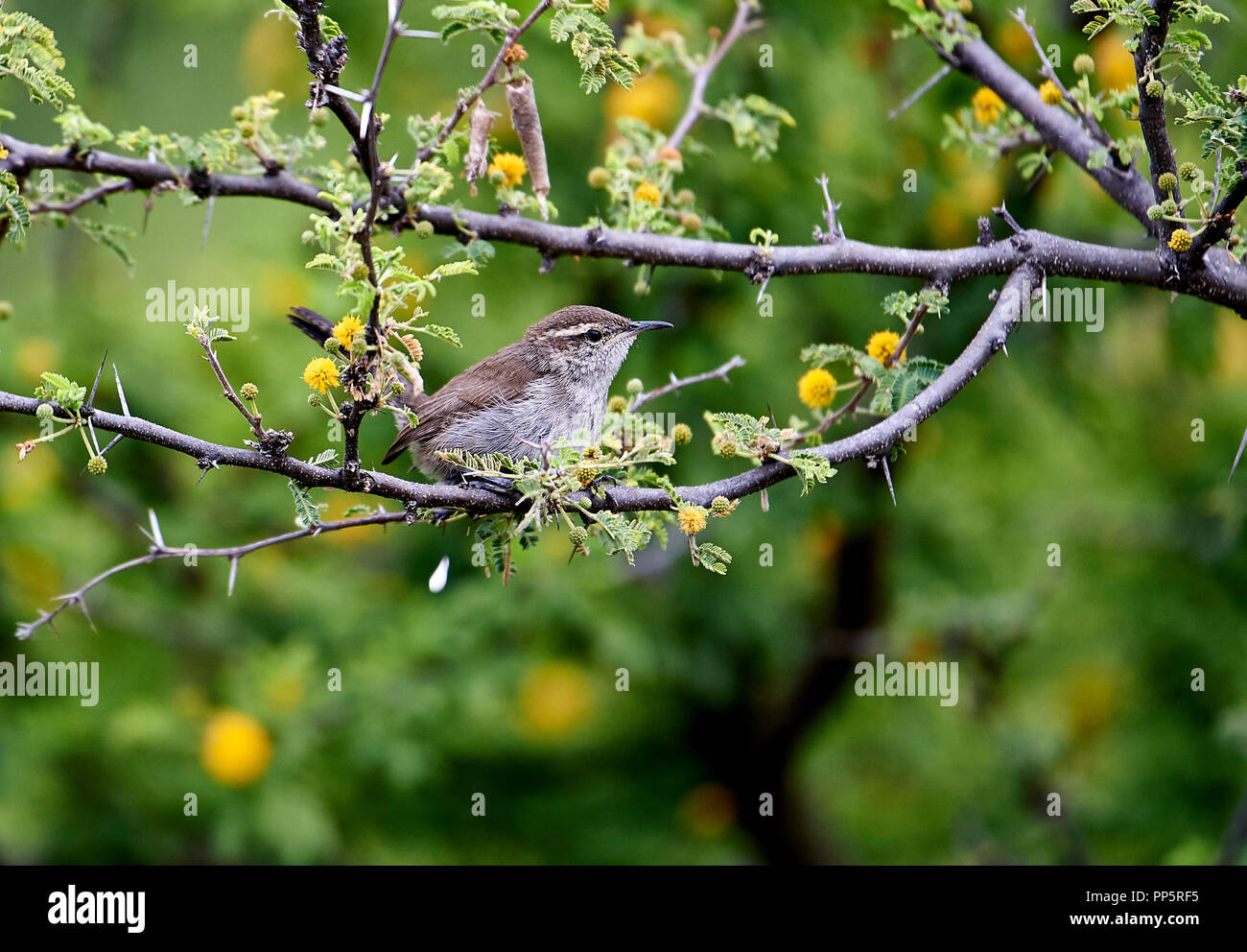 Bewick's Wren (Thryomanes bewickii) searching for insects in a tree, San Juan Cosala, Jalisco, Mexico Stock Photo