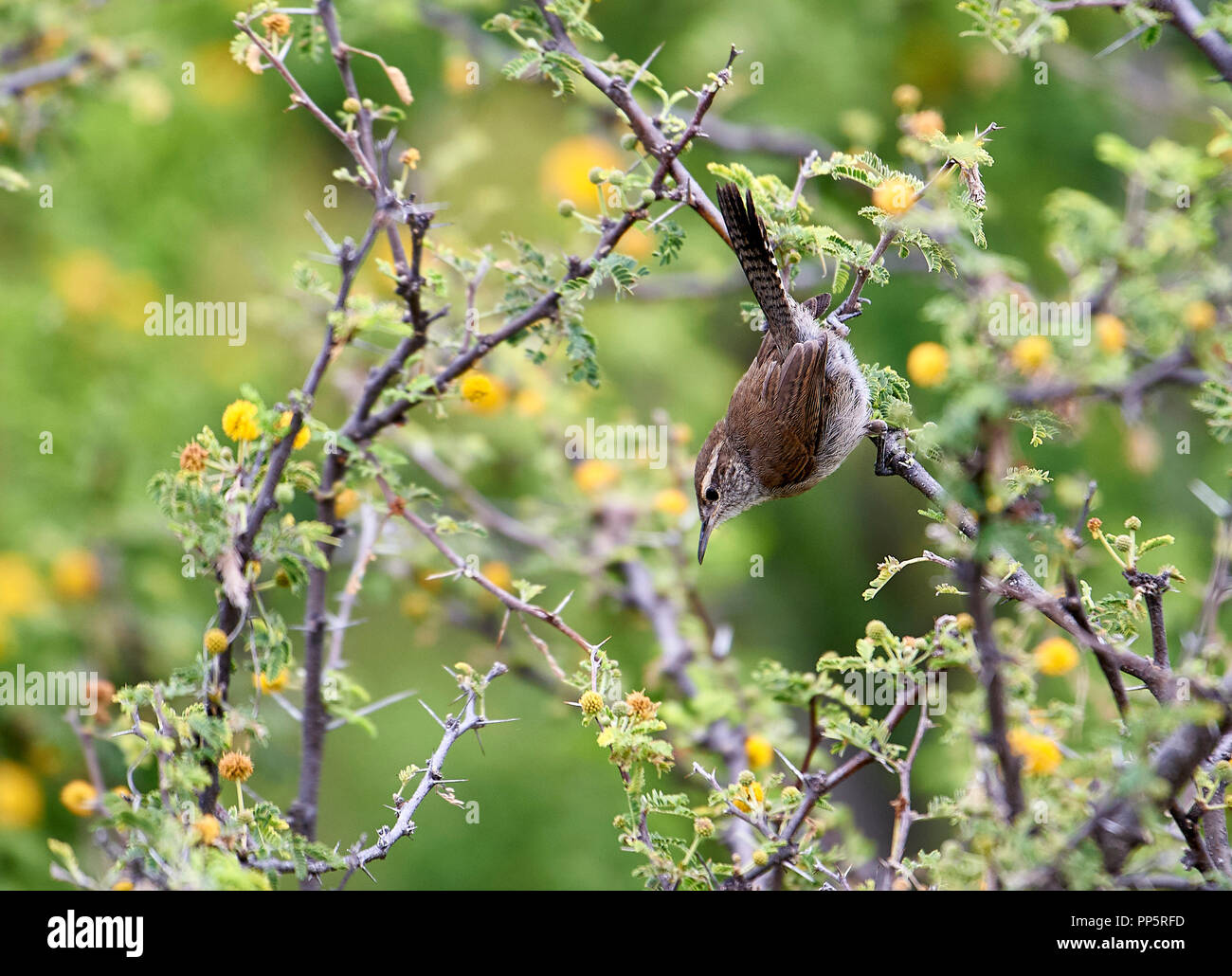 Bewick's Wren (Thryomanes bewickii) searching for insects in a tree, San Juan Cosala, Jalisco, Mexico Stock Photo