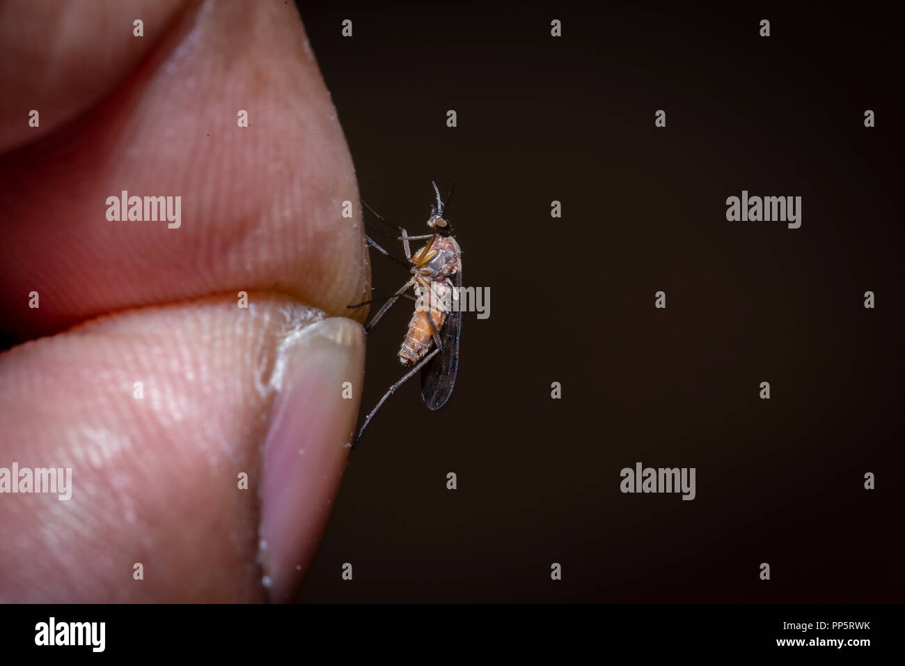 mosquito on a pinch of finger Stock Photo