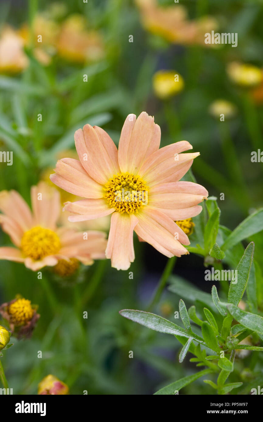 Coreopsis verticillata 'Sweet Marmalade' flowers Stock Photo Alamy