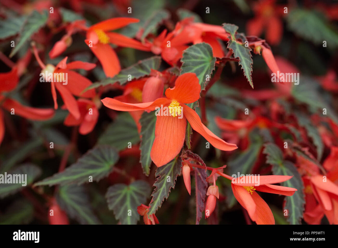 Red Begonia flowers. Stock Photo