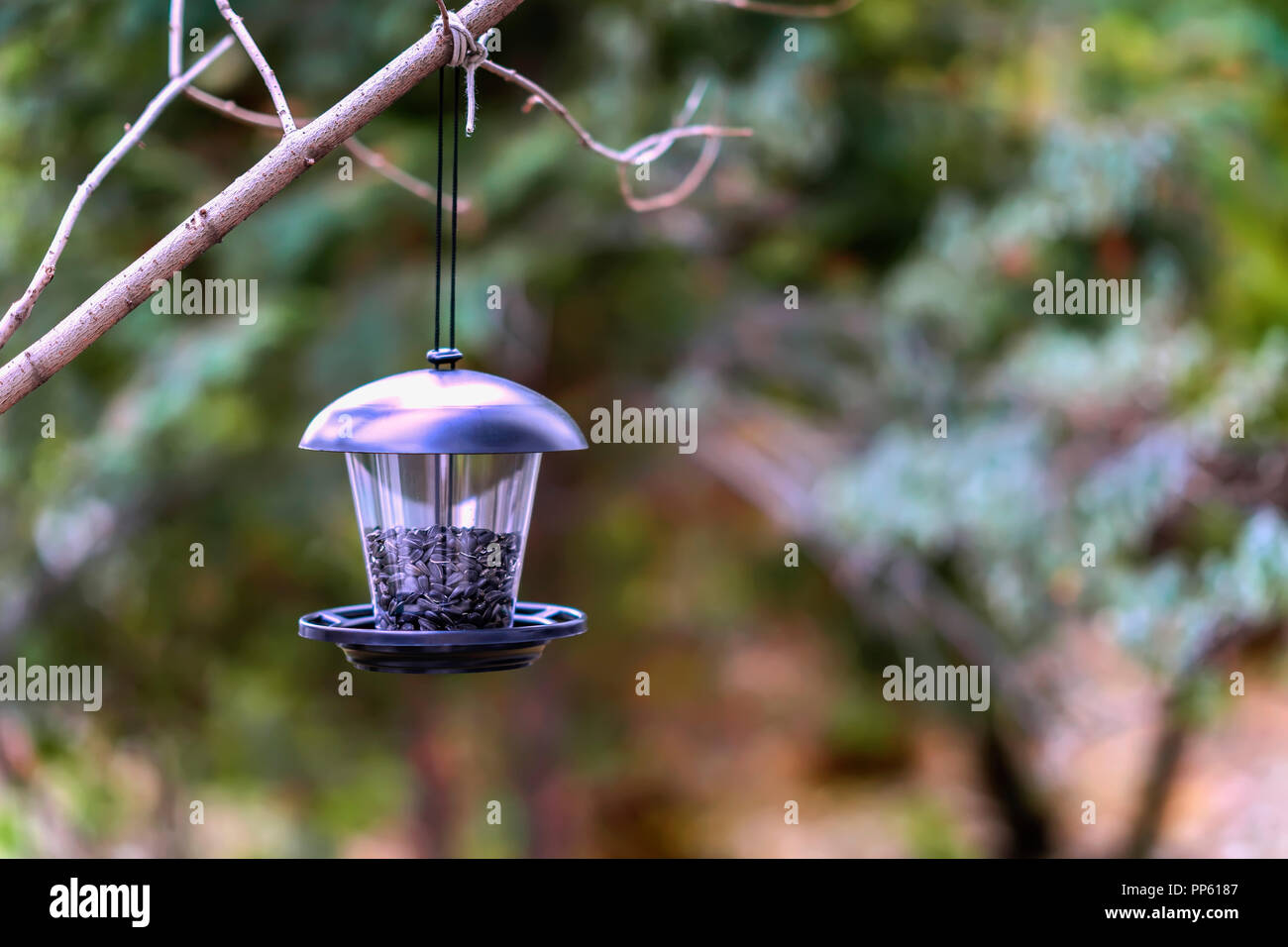 Feeding trough for birds with sunflower seeds for birds. Seasons