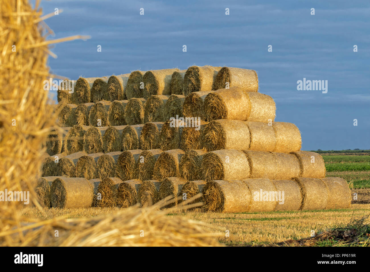 Stack of round hay-bales, Cambridgeshire, England Stock Photo