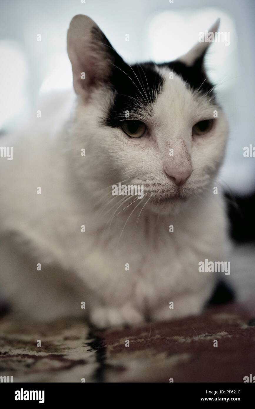 A cute white cat with black spots poses for the camera like a model Stock Photo