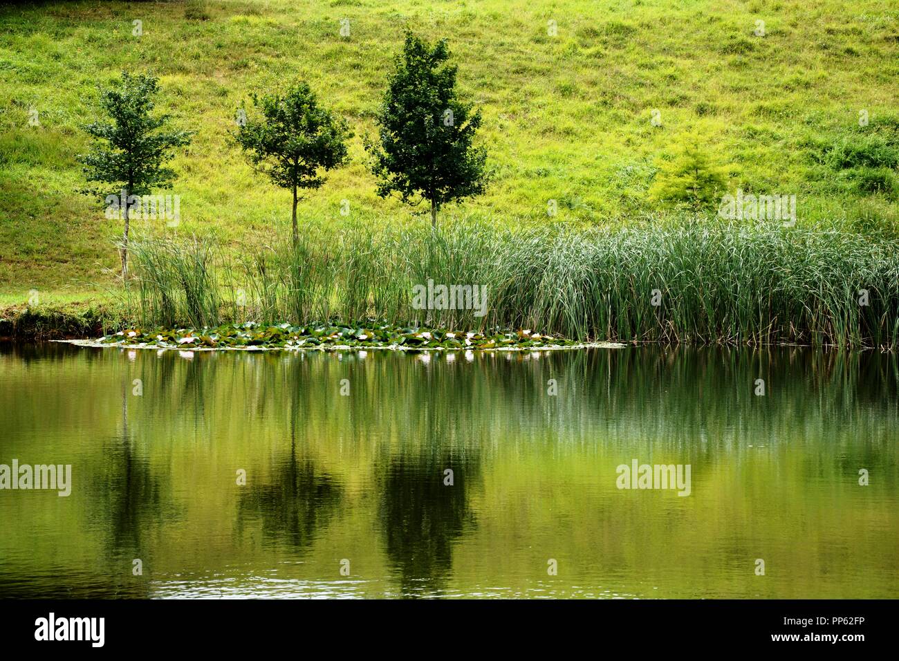 three trees reflected in the water Stock Photo - Alamy