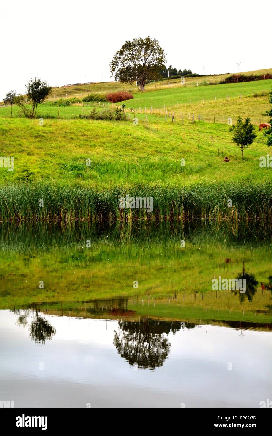 three trees reflected in the water Stock Photo - Alamy