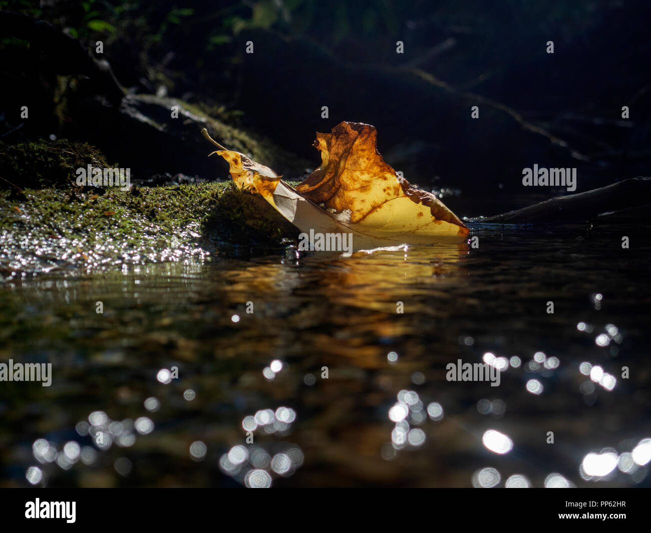 A half-submerged leaf is brightly lit by the sun in the waning days of summer. Stock Photo