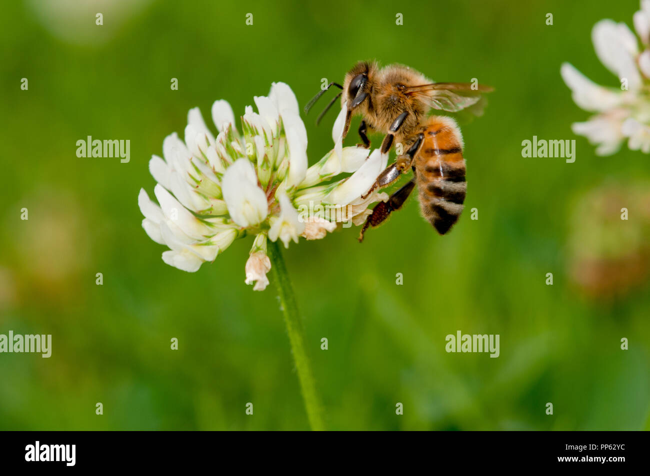 Honeybee (Apis mellifera) feeding on clover (Trifolium sp.) on a lawn in Boise, Idaho, USA Stock Photo