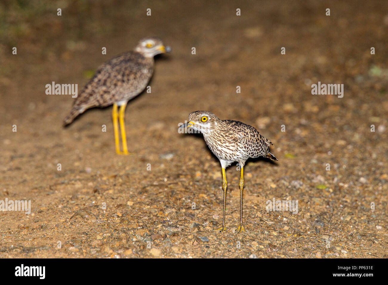 Spotted Thick-knee  Burhinus capensis Mkuze, South Africa 26 August 2018      Adults       Burhinidae Stock Photo
