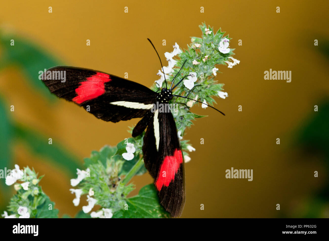 Crimson-patched longwing butterfly (Heliconius erato).  Range is from southern Texas to northern Argentina and Paraquay. Stock Photo