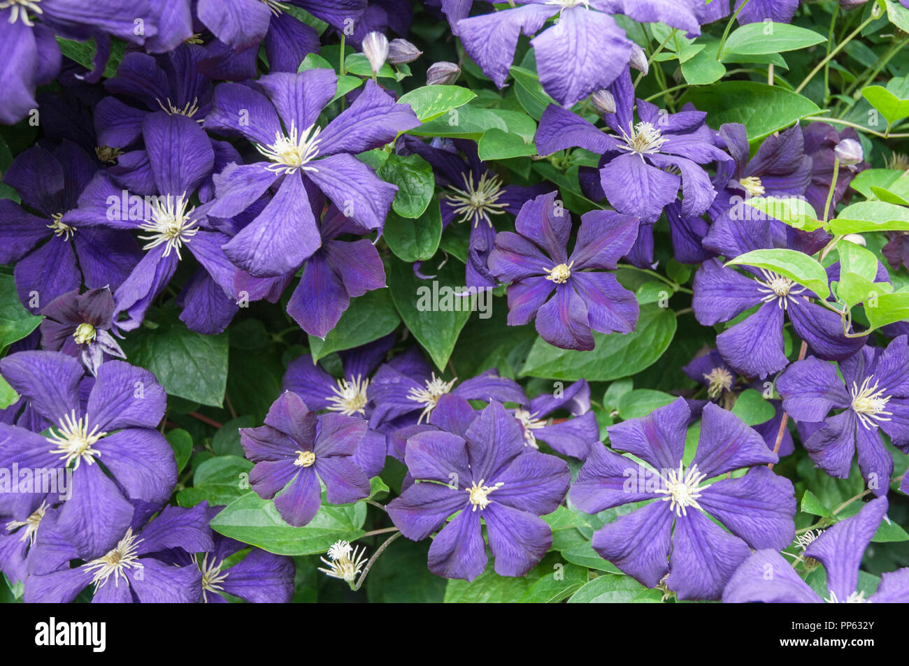 Close up of Clematis The President  A group 2 early flowering climbing clematis covered with large purple flowers and is deciduous and fully hardy Stock Photo