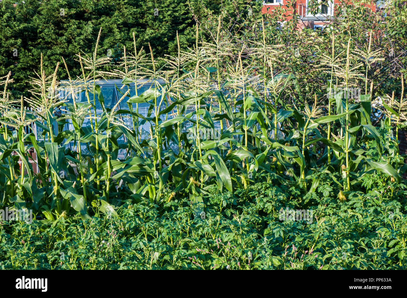 Potatoes and Sweet Corn growing on an allotment Stock Photo Alamy