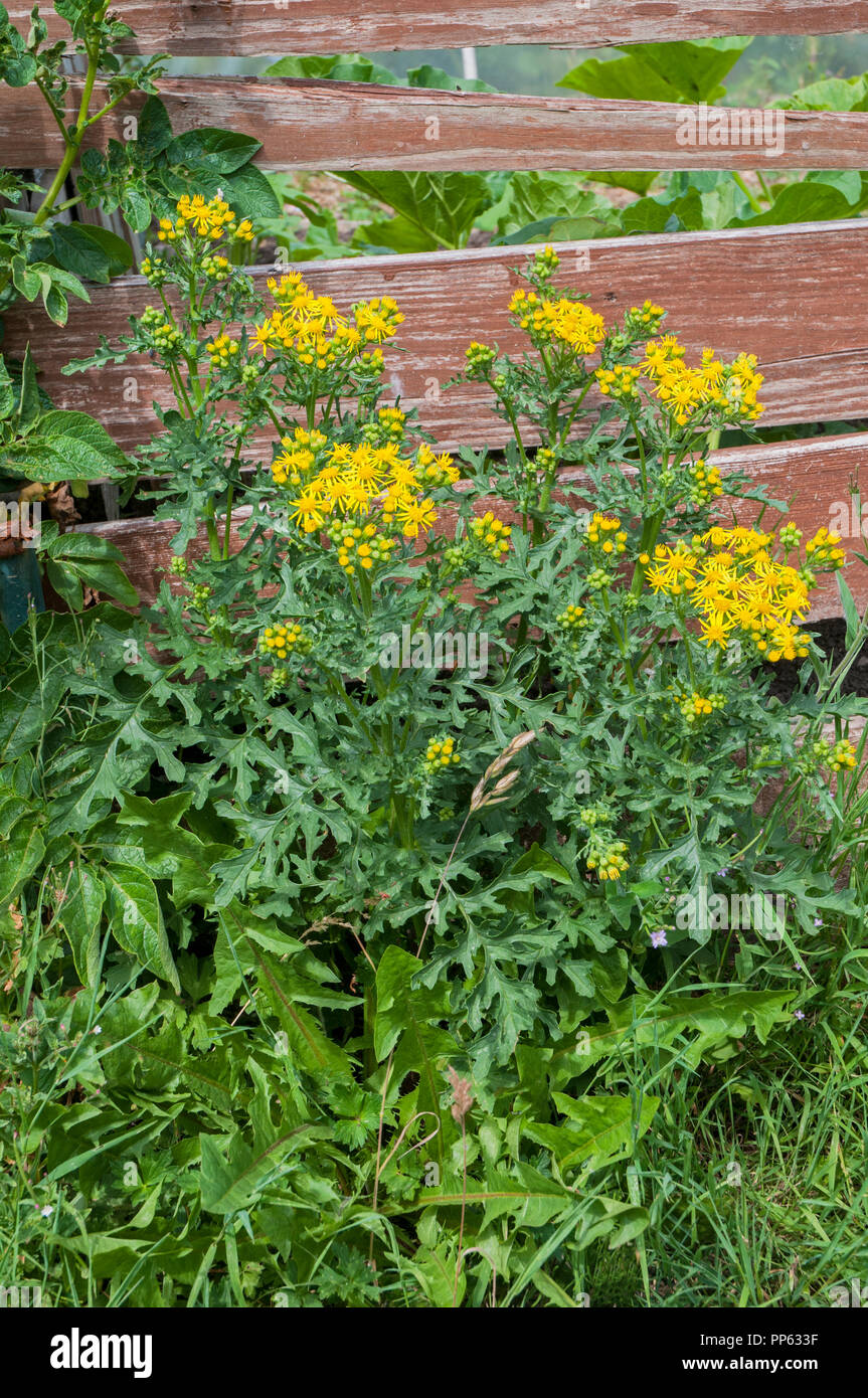 Ragwort Senecio jacobaea growing wild against a fence Stock Photo - Alamy