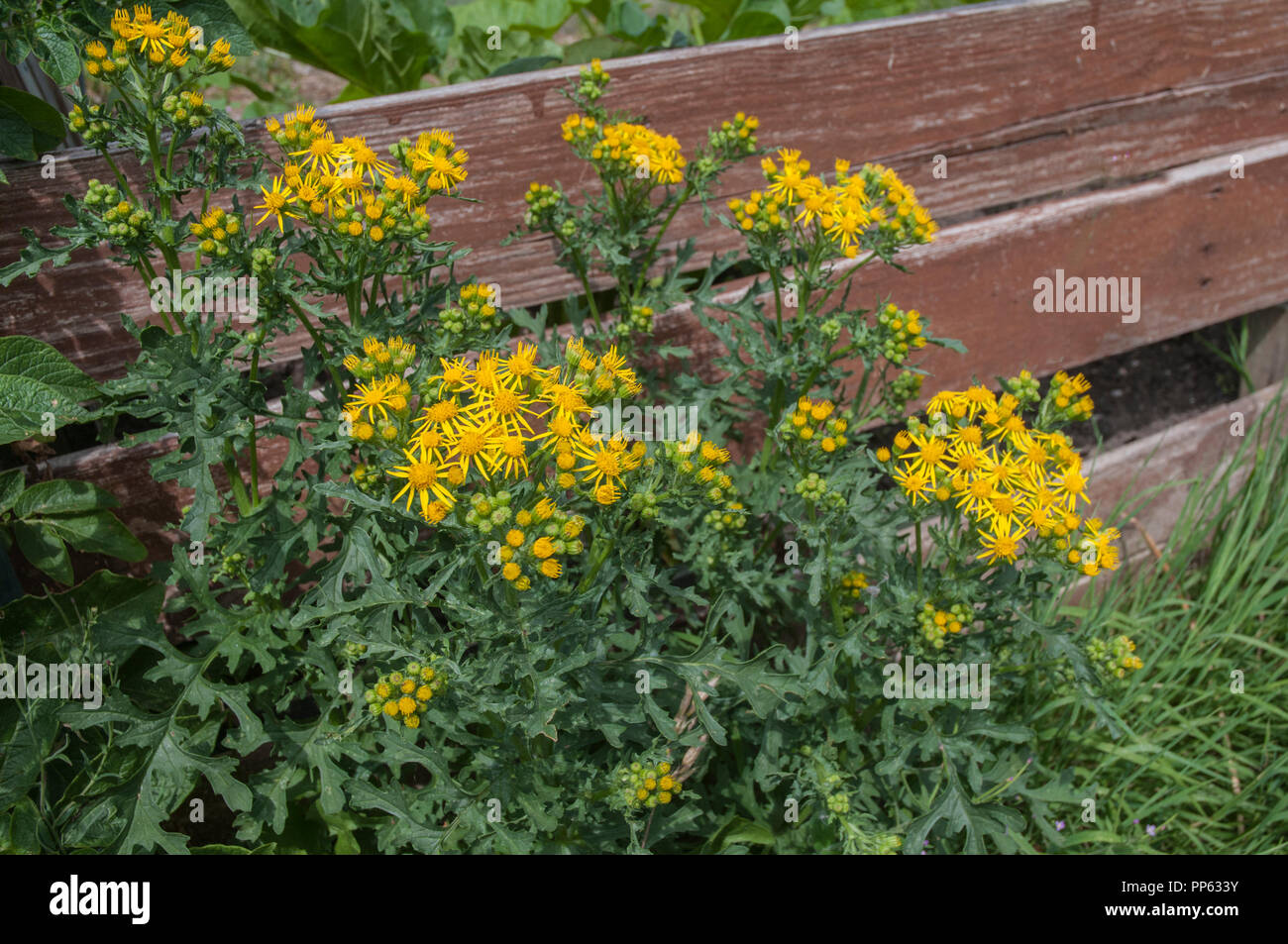 Ragwort Senecio jacobaea growing wild against a fence Stock Photo - Alamy