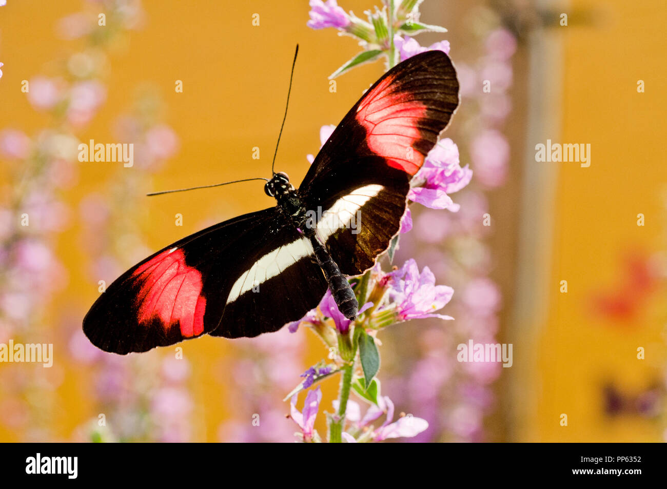 Crimson-patched longwing butterfly (Heliconius erato) Stock Photo
