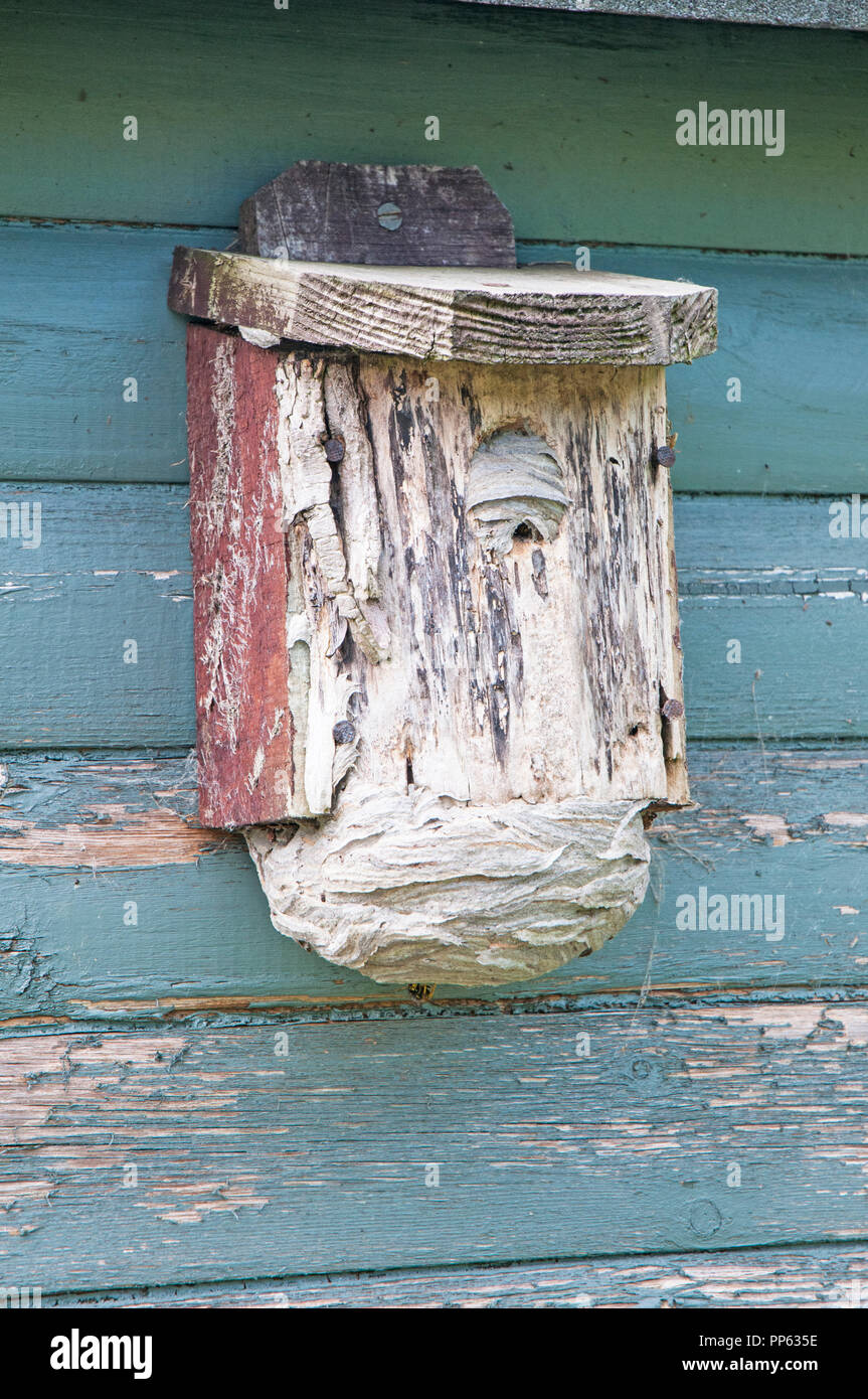 A wasp nest built inside a bird box on the side of a garden shed on allotment site. One wasp