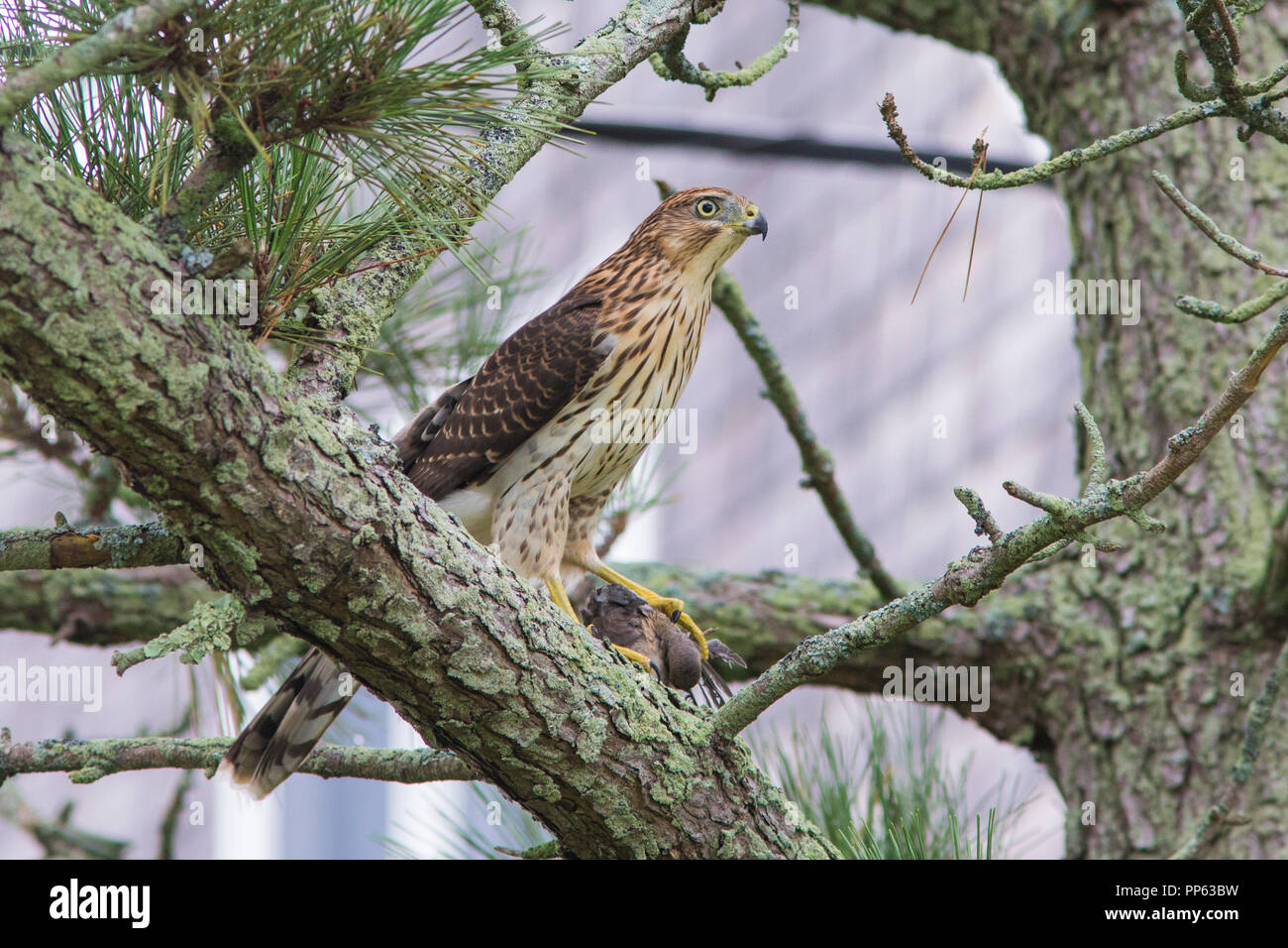 Cooper's hawk with prey,  mourning dove Stock Photo