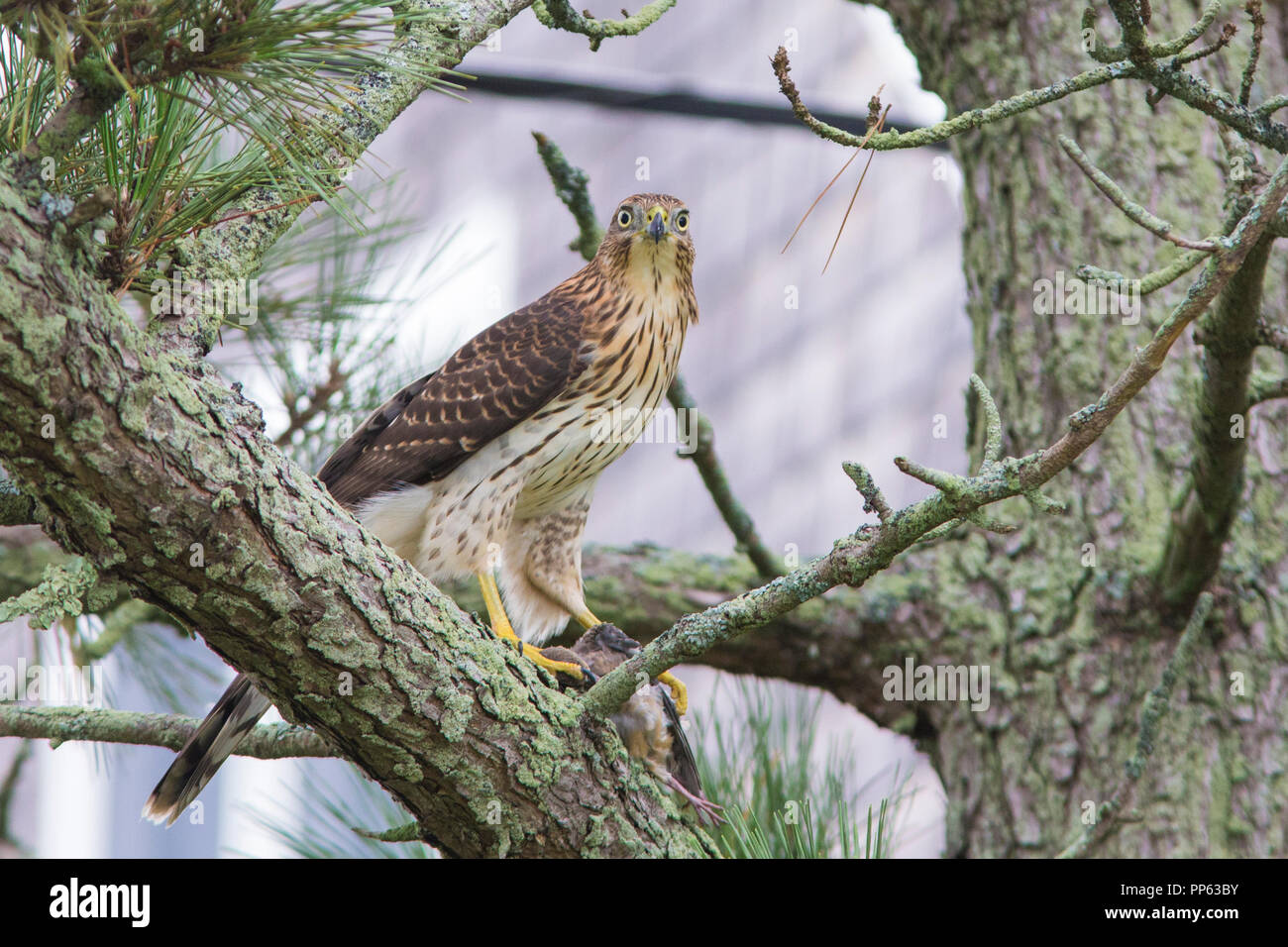 Cooper's hawk with prey,  mourning dove Stock Photo