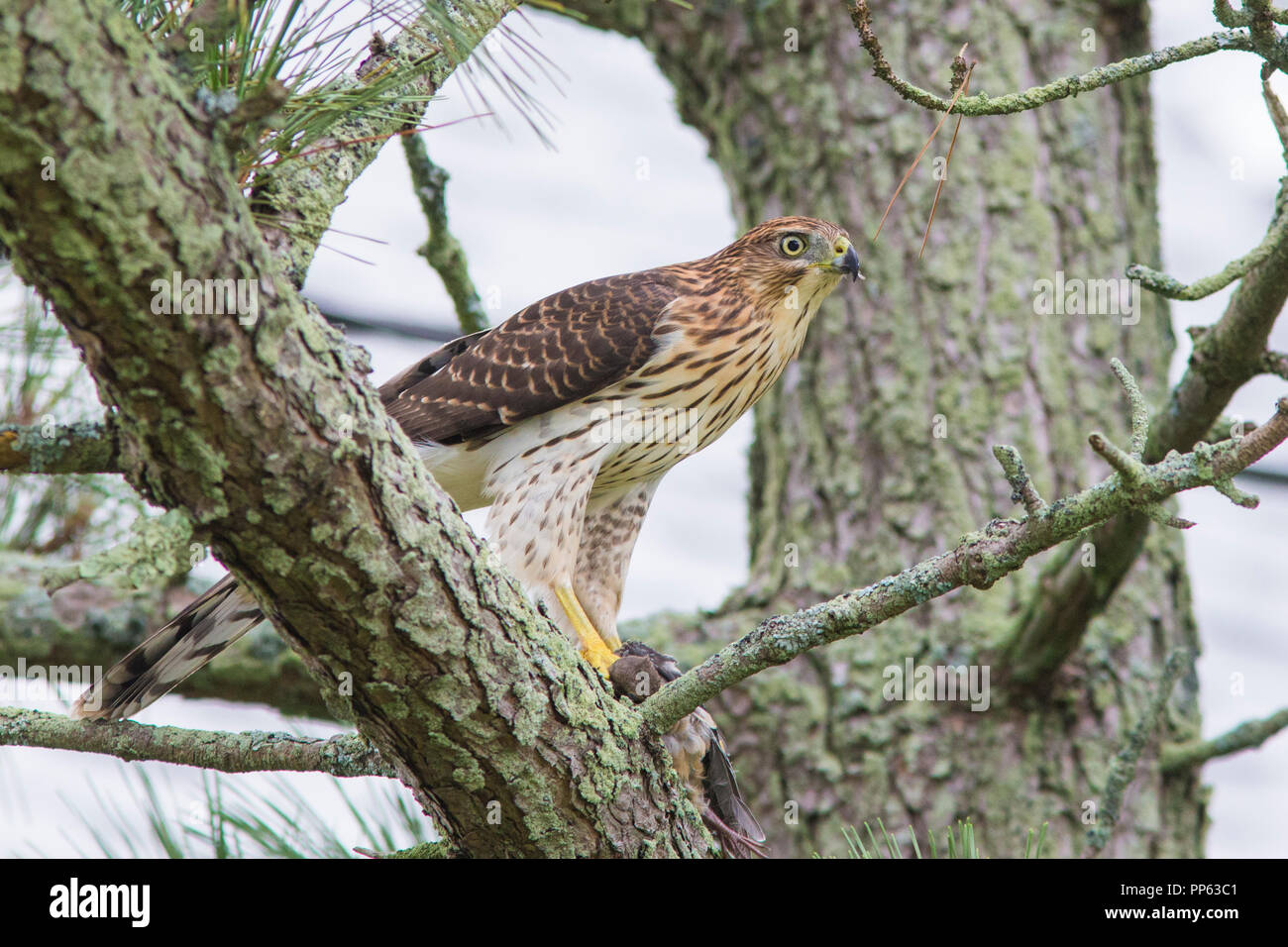 Cooper's hawk with prey,  mourning dove Stock Photo