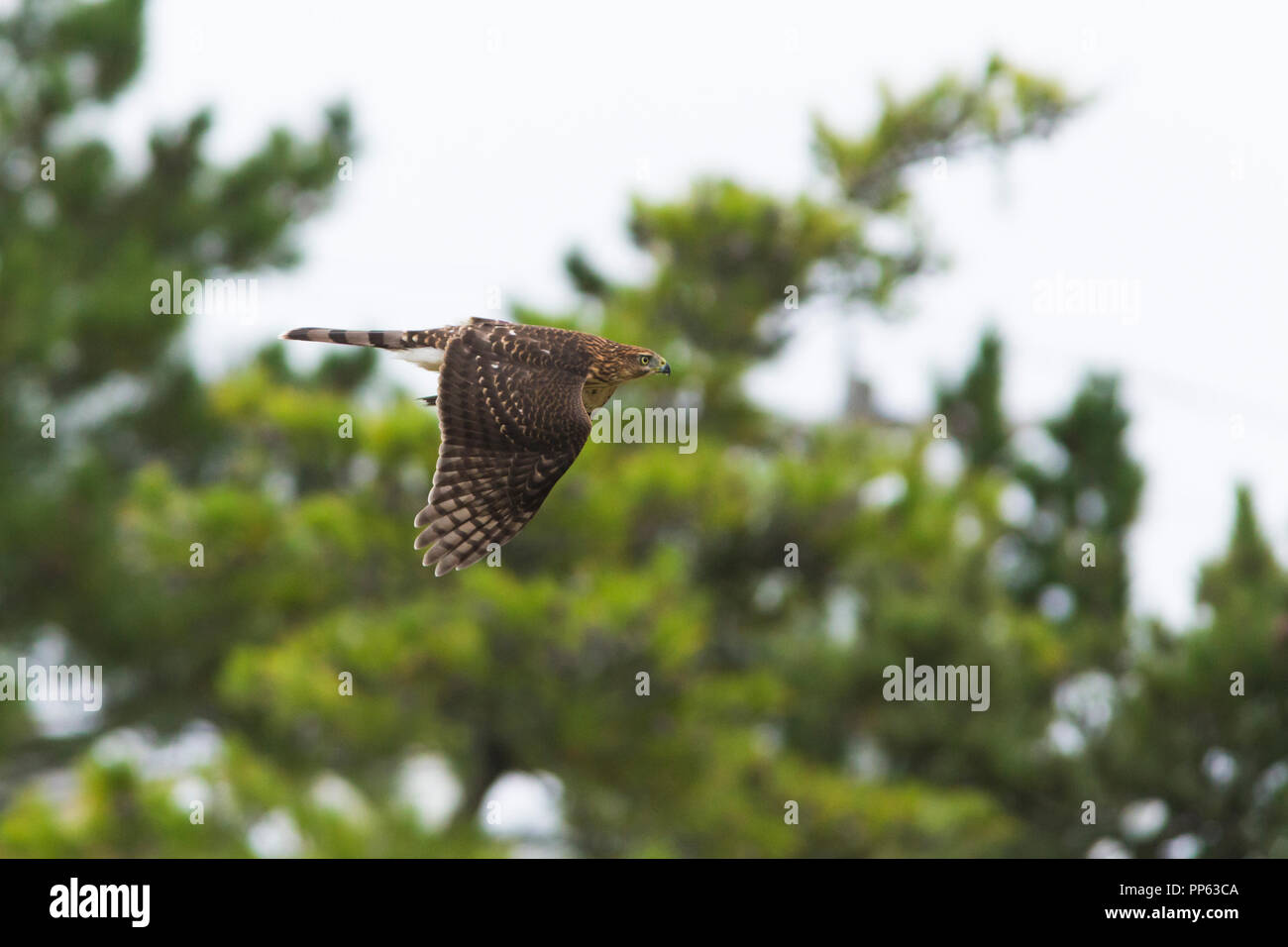 Cooper's hawk with prey,  mourning dove Stock Photo