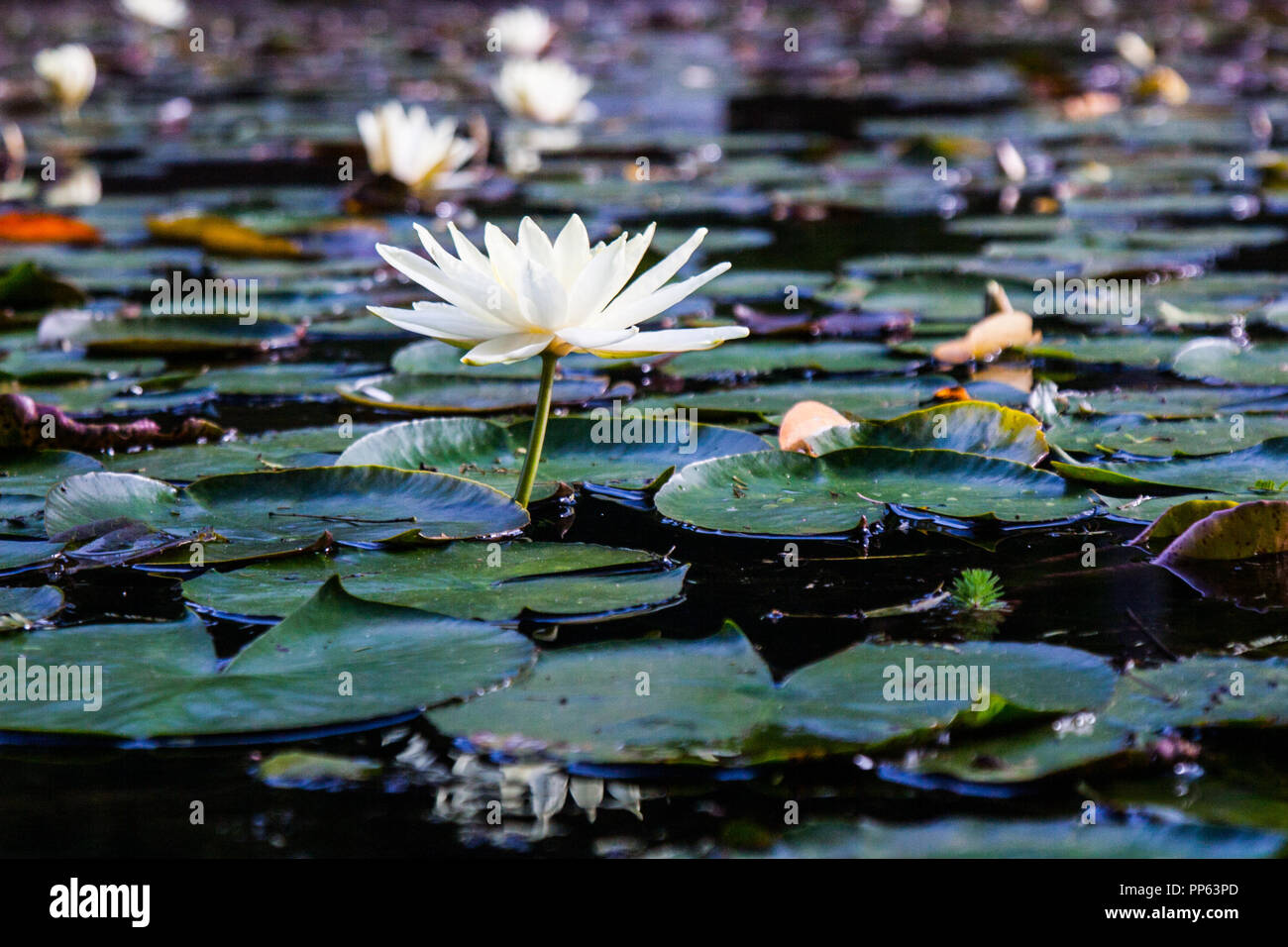 Lotus wallpaper hi-res stock photography and images - Alamy