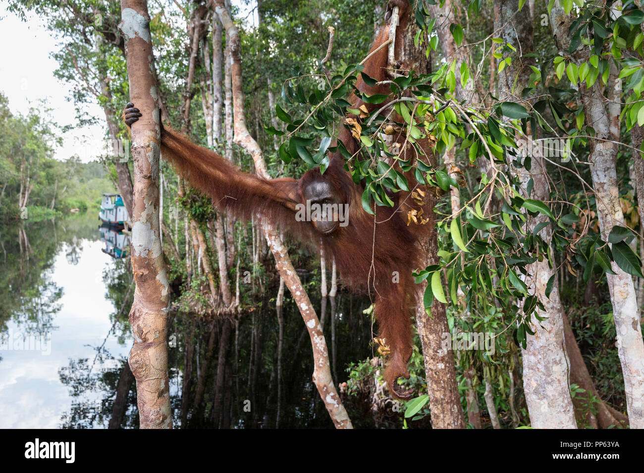 Male Bornean orangutan, (Pongo pygmaeus), tour boat in the distance, Camp Leakey dock, Borneo, Indonesia. Stock Photo