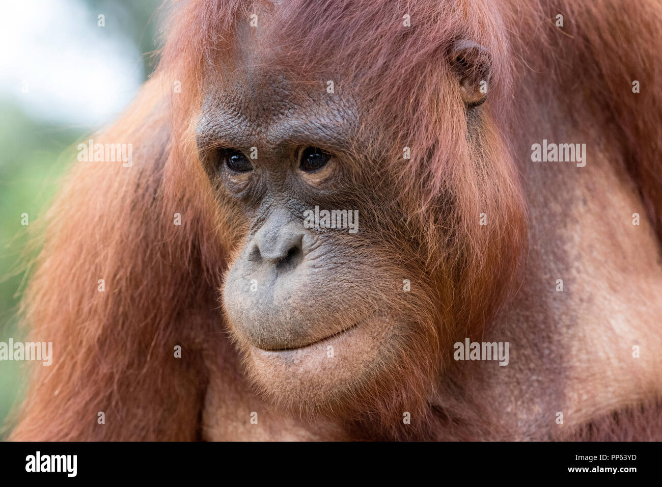 The Orangutan (Pongo pygmaeus), Borneo, Indonesia. Stock Photo