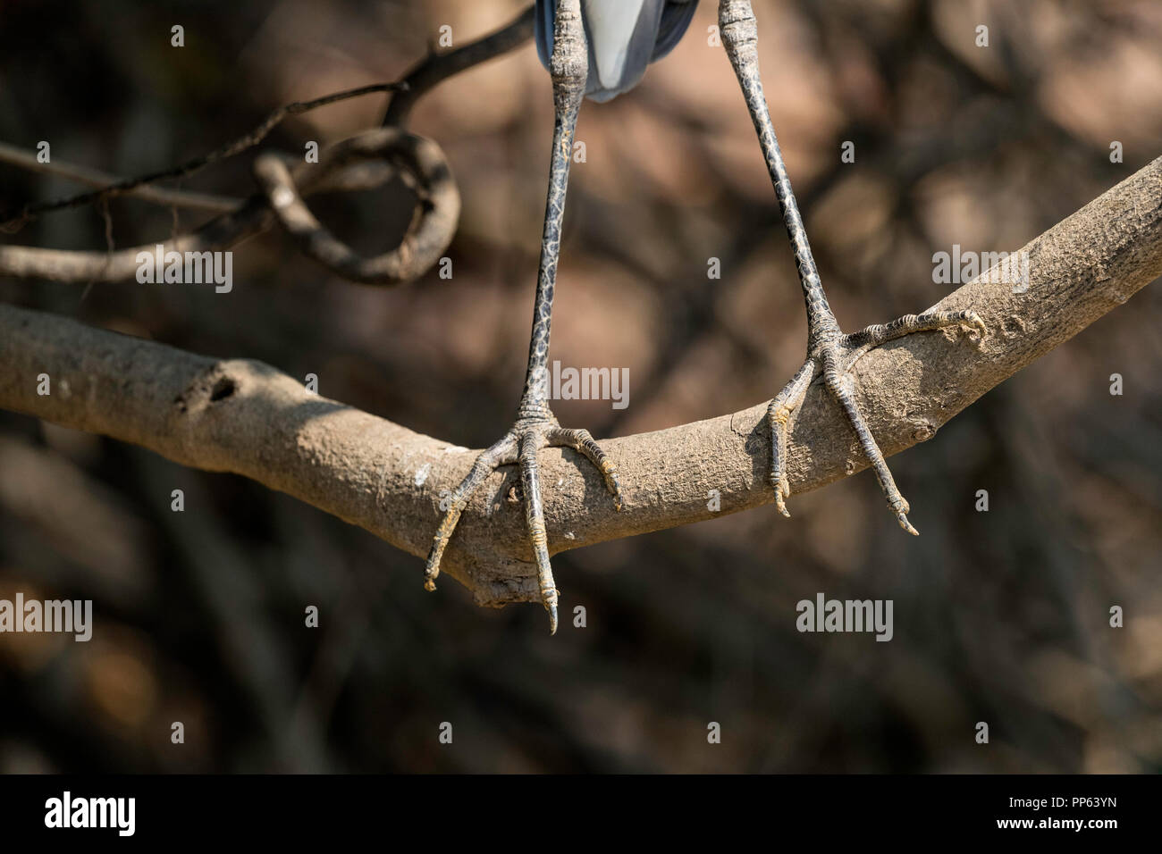 An adult cocoi heron, Ardea cocoi, feet detail, Porto Jofre, Mato Grosso, Pantanal, Brazil. Stock Photo