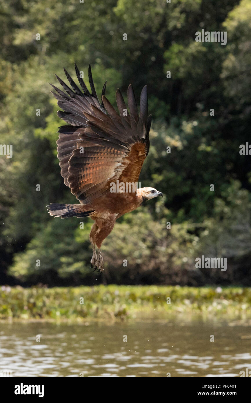 An adult black-collared hawk, Busarellus nigricollis, in flight over river at Pousado Rio Claro, Mato Grosso, Brazil. Stock Photo