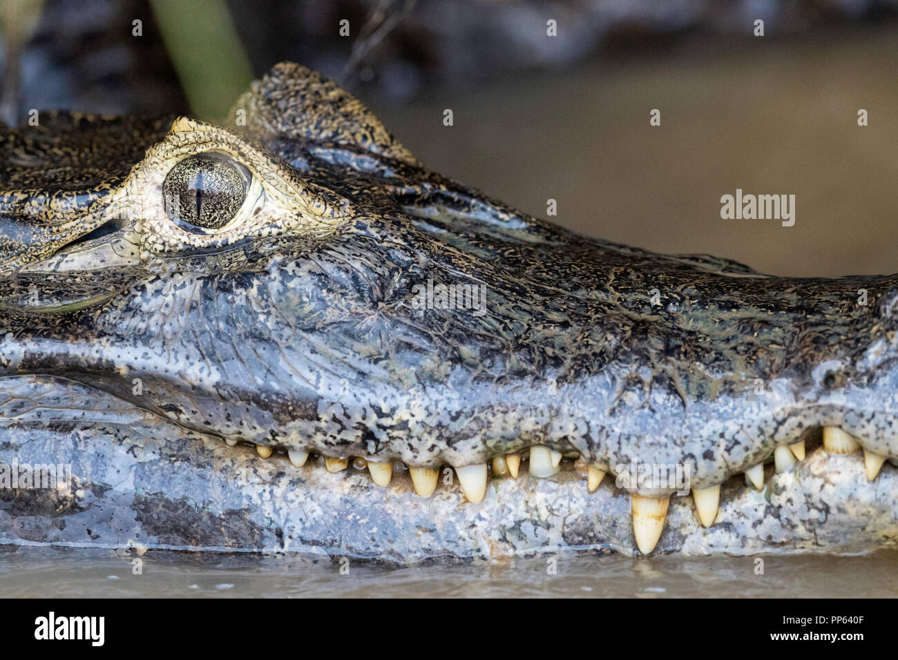 Caiman teeth hi-res stock photography and images - Alamy