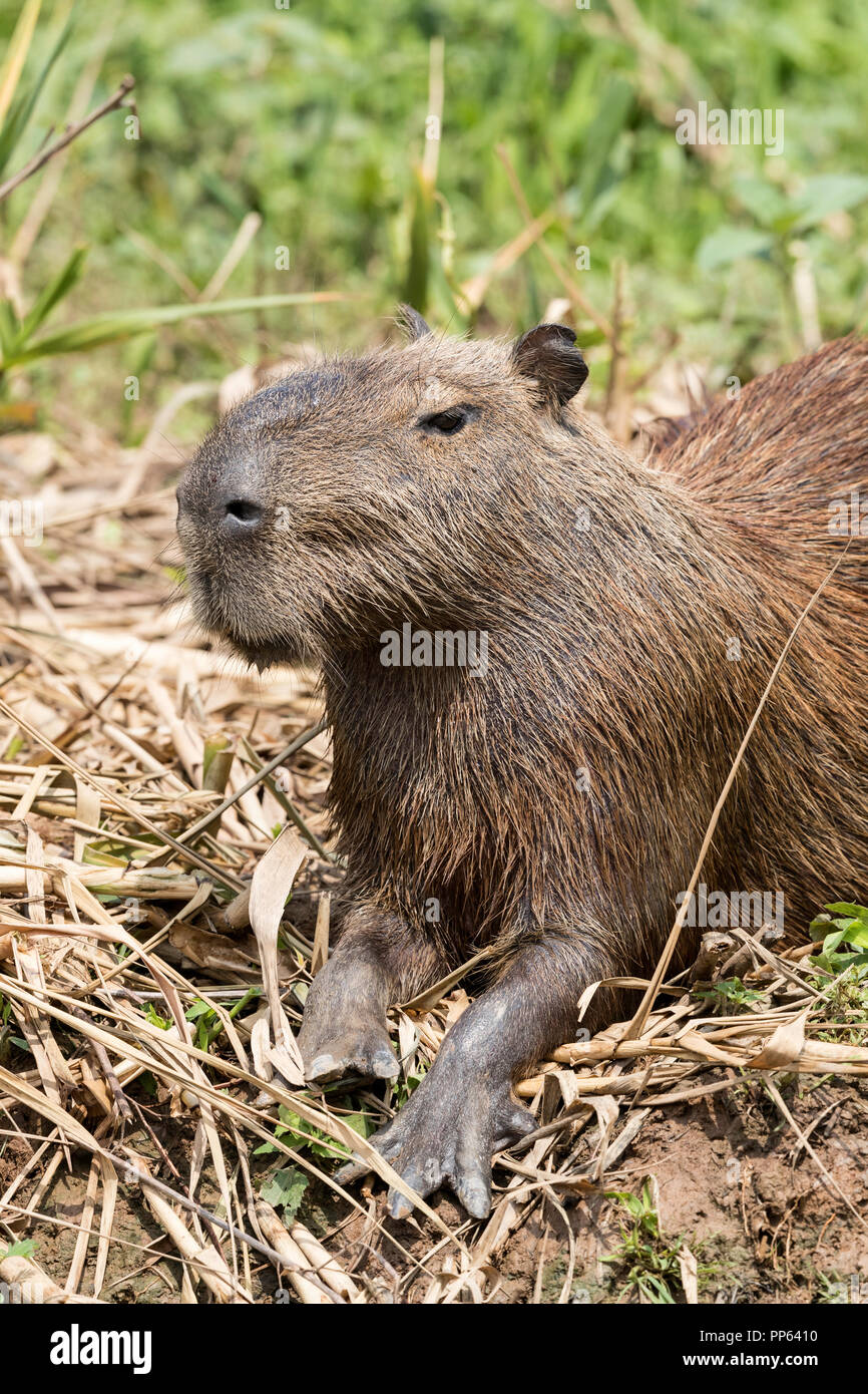 Capybara, (Hydrochoerus hydrochaeris), portrait, Porto Jofre, Mato Grosso,  Pantanal, Brazil Stock Photo - Alamy
