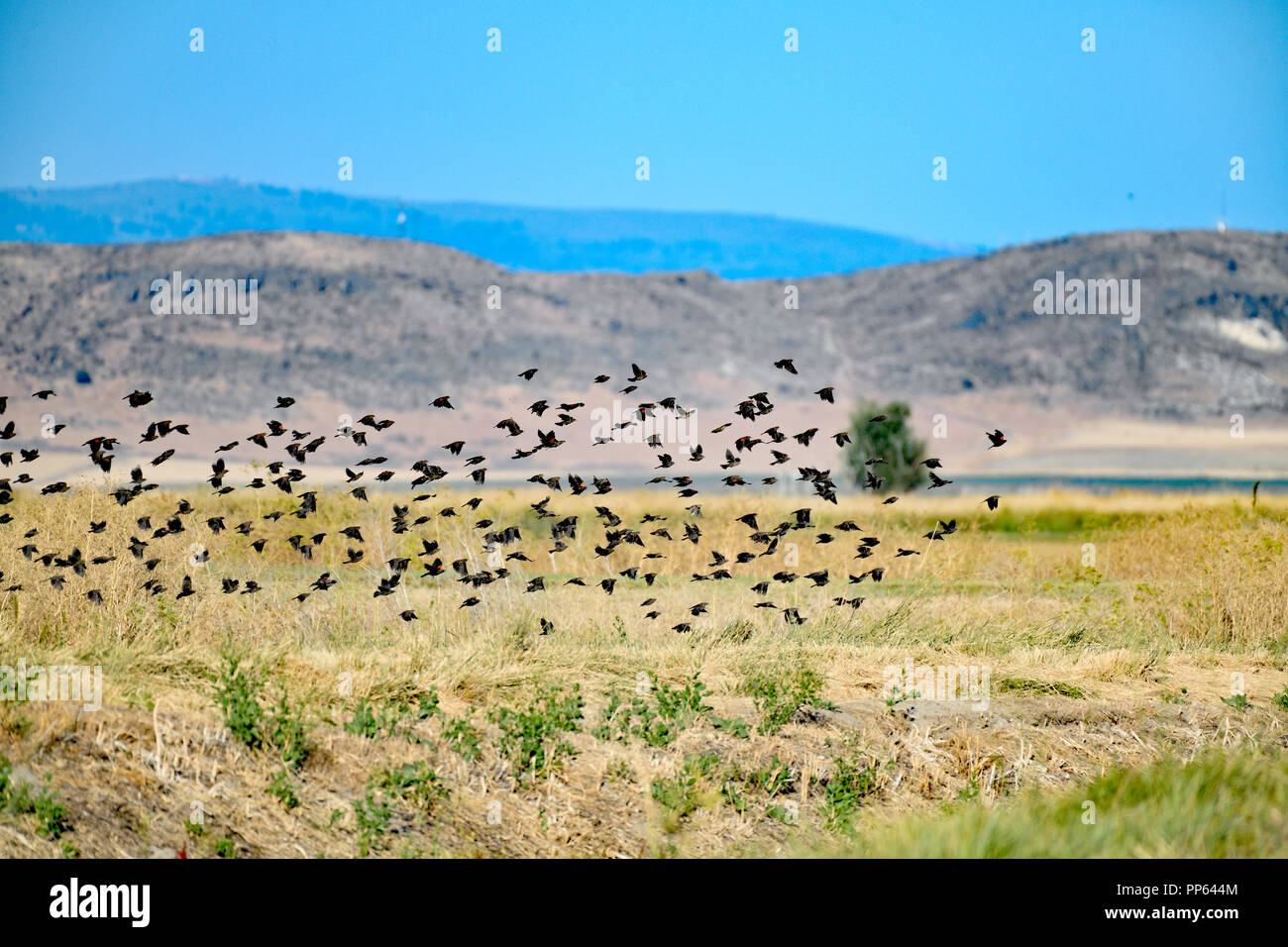 Flock of Red-Winged Blackbirds Stock Photo
