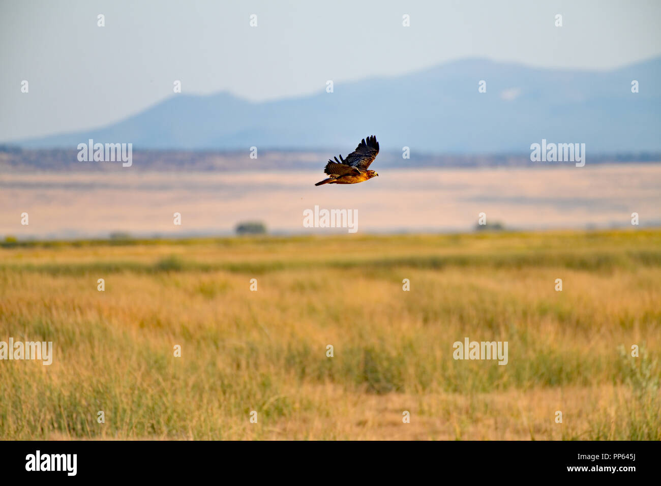 Common black hawk buteogallus anthracinus hires stock photography and