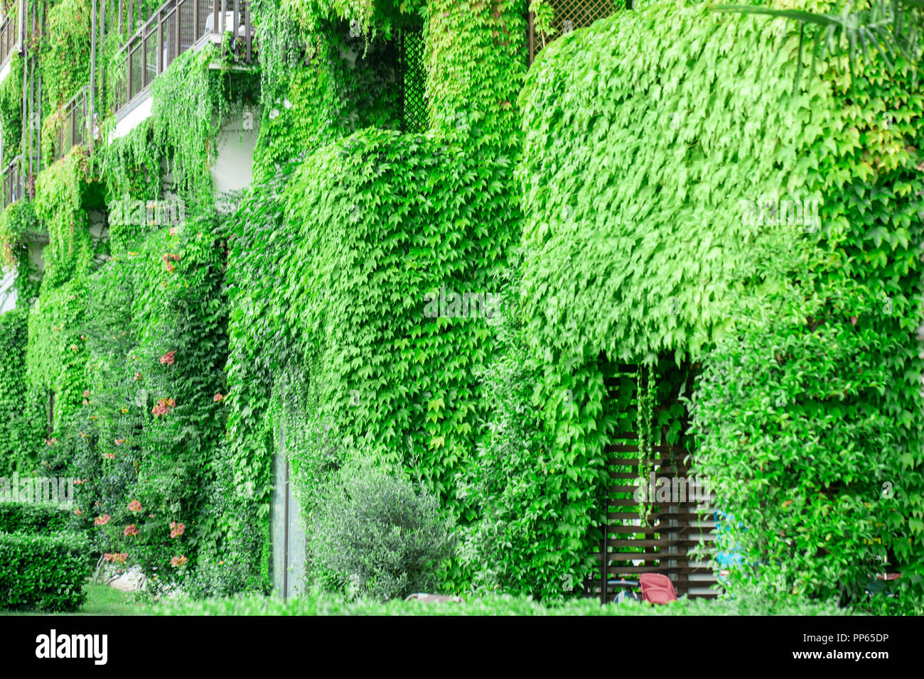 Building with climber plants, ivy growing on the wall and grass on the