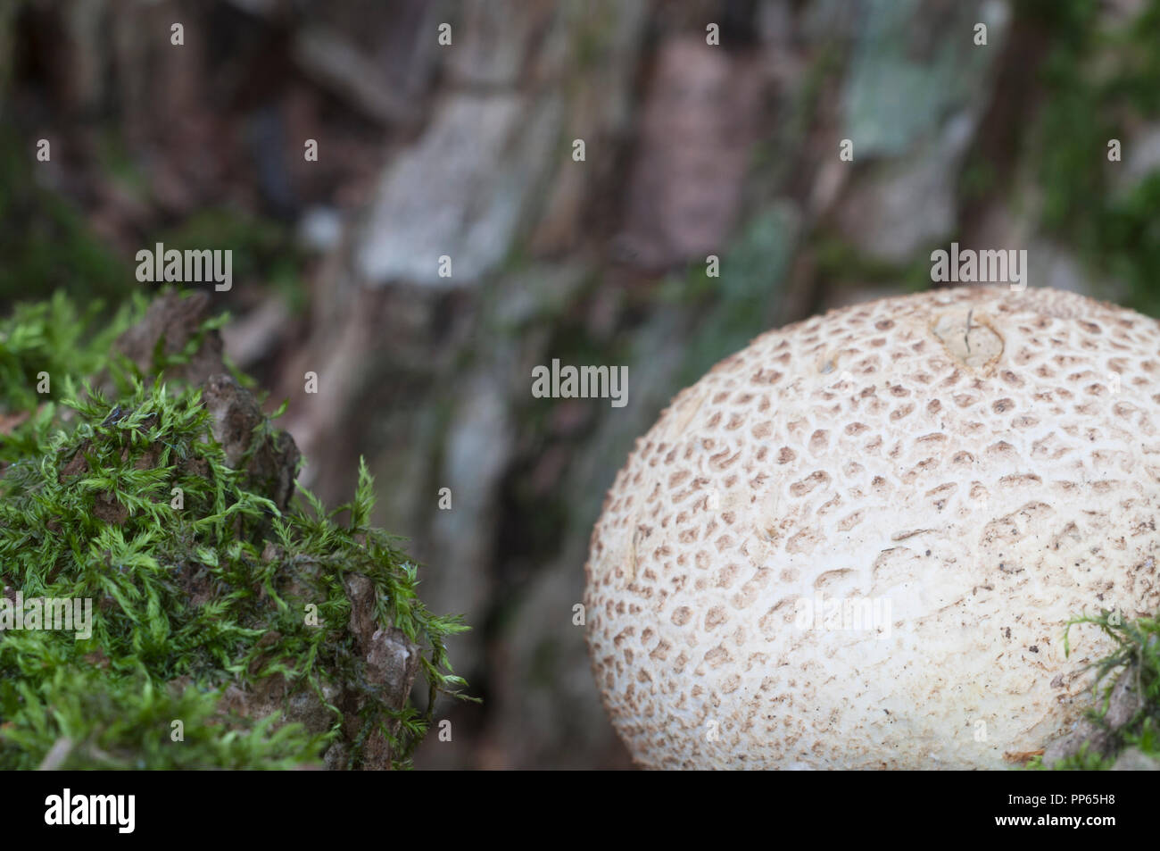 Common Earthball Mushroom Close Up Shot Local Focus Stock Photo Alamy common-earthball-mushroom-close-up-shot-local-focus-stock-photo-alamy