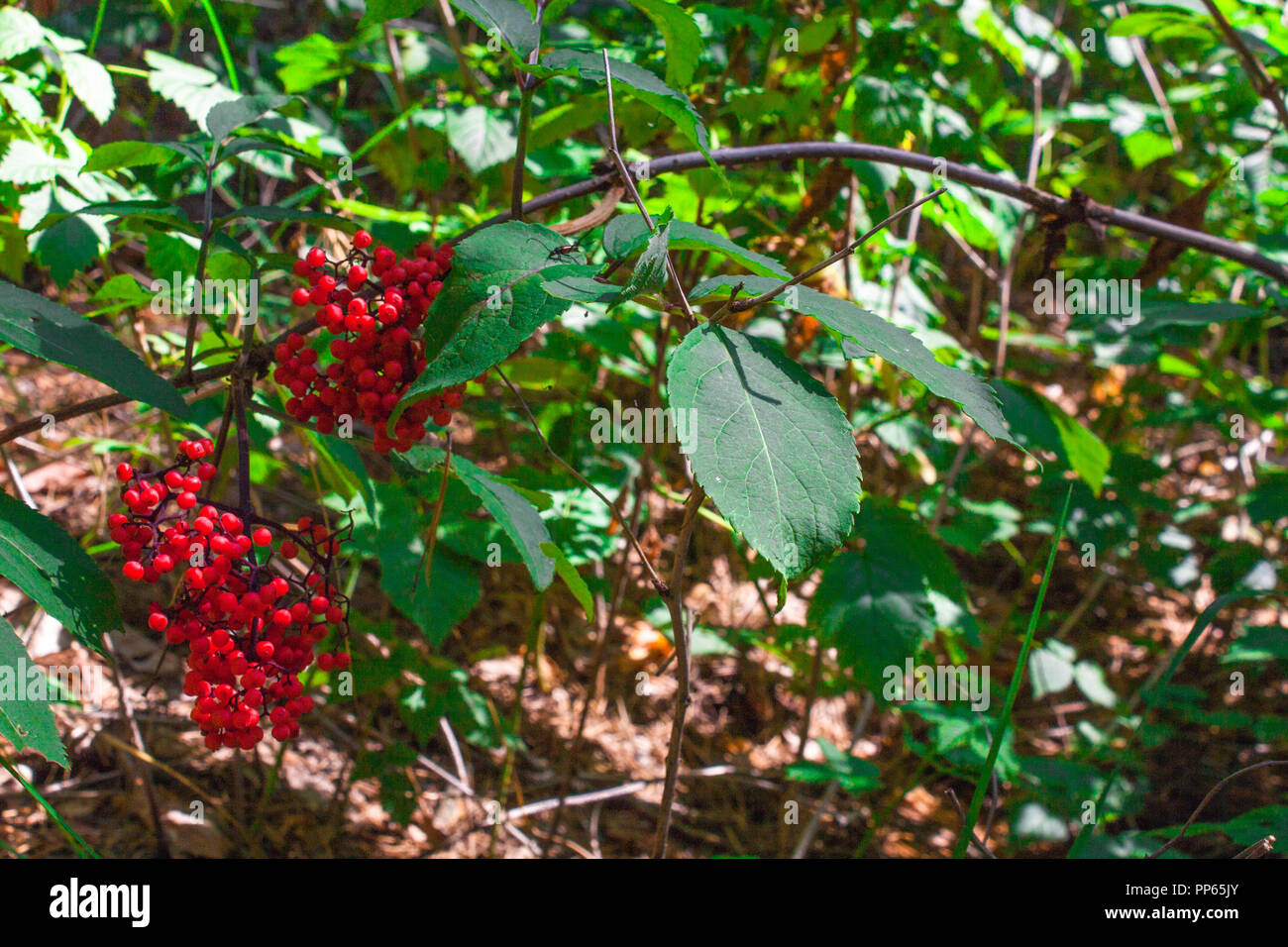 Scarlet elderberry hires stock photography and images Alamy