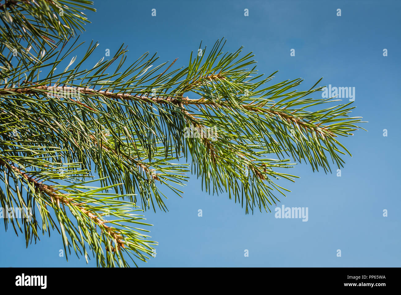 Pine tree branch on a blue sky background Stock Photo - Alamy