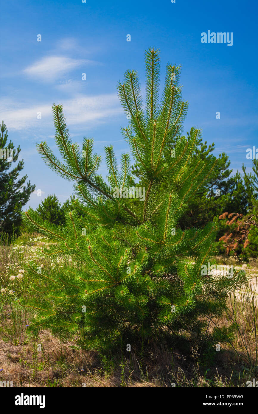 Forest summer landscape, pine trees nature background Stock Photo - Alamy