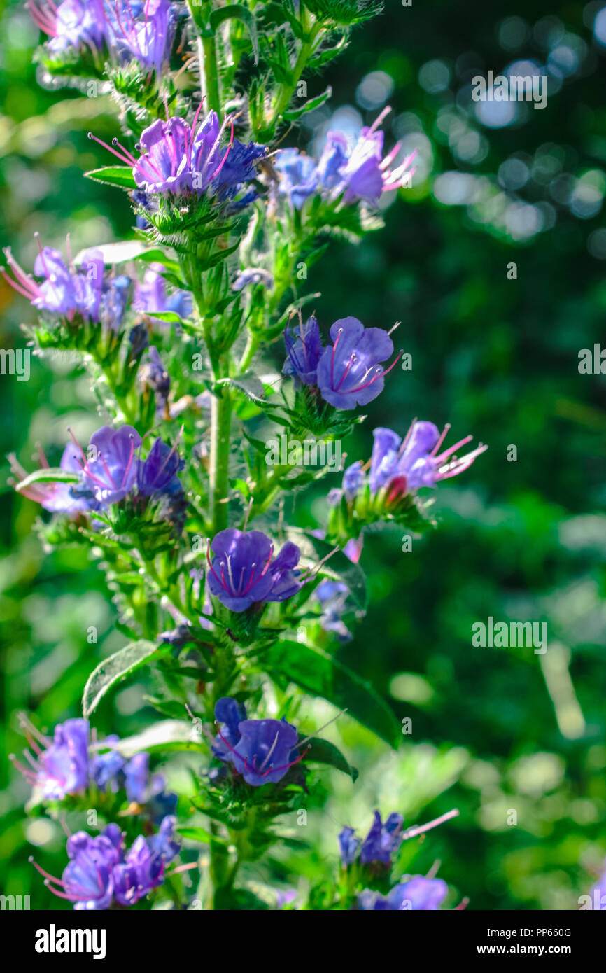Hyssop or Hyssopus officinalis medicinal herb, blooming flower close up, colorful and vivid plant, natural background. Stock Photo