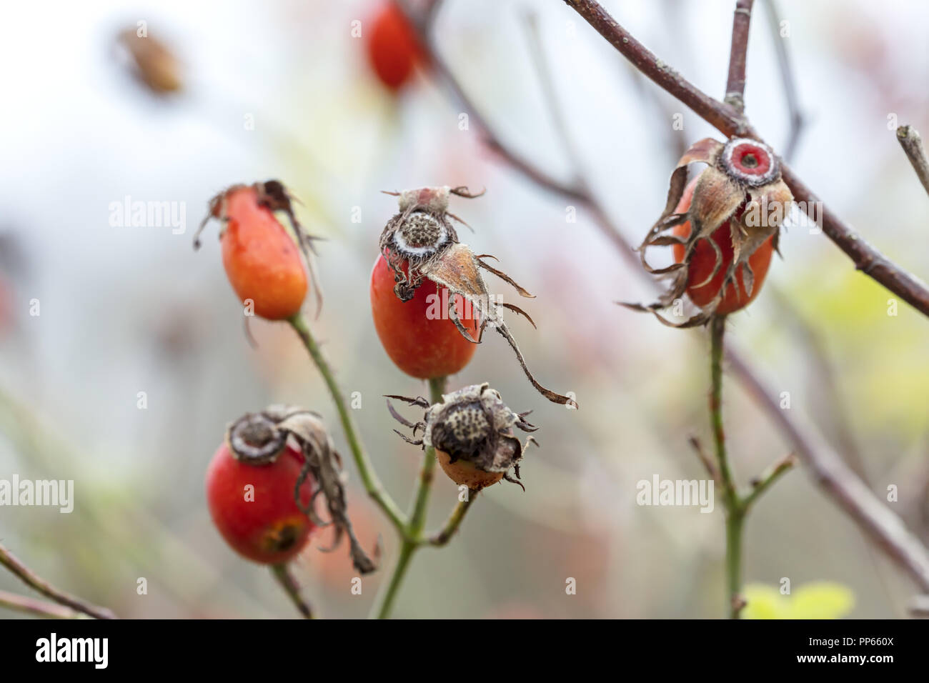 Rose hip plant hi-res stock photography and images - Alamy