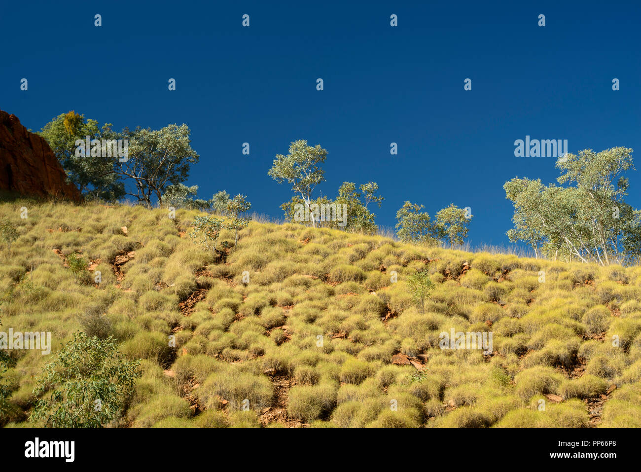 Bushland in the Australian Outback, Australia Stock Photo Alamy