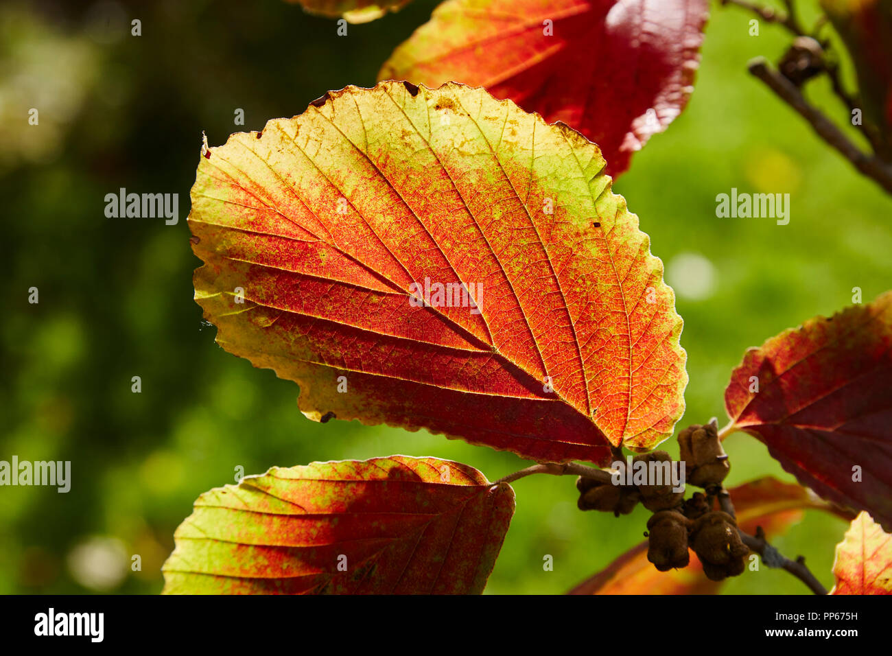 Witch Hazel Autumn Foliage Hamamelis High Resolution Stock Photography